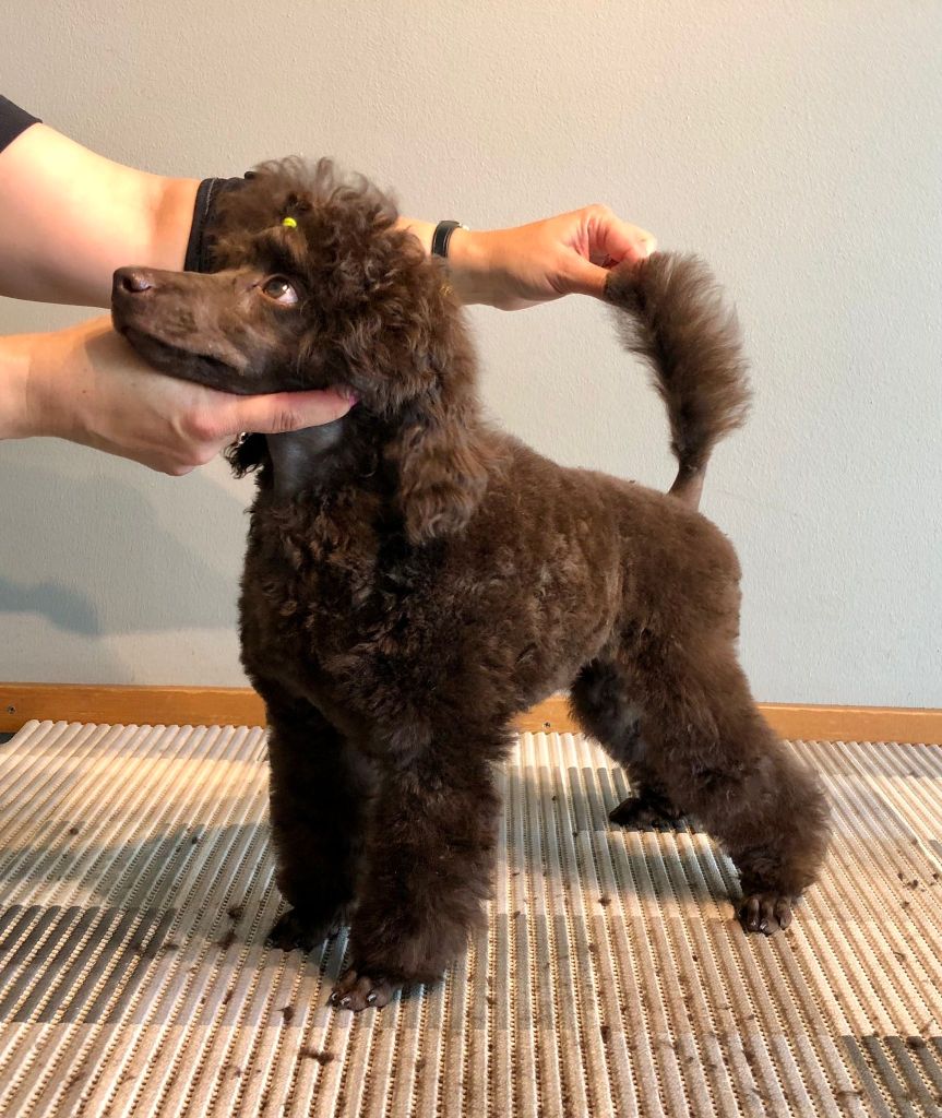 Capu - Villakoiran pentutrimmaus - ©Heidin Koirasalonki 2024