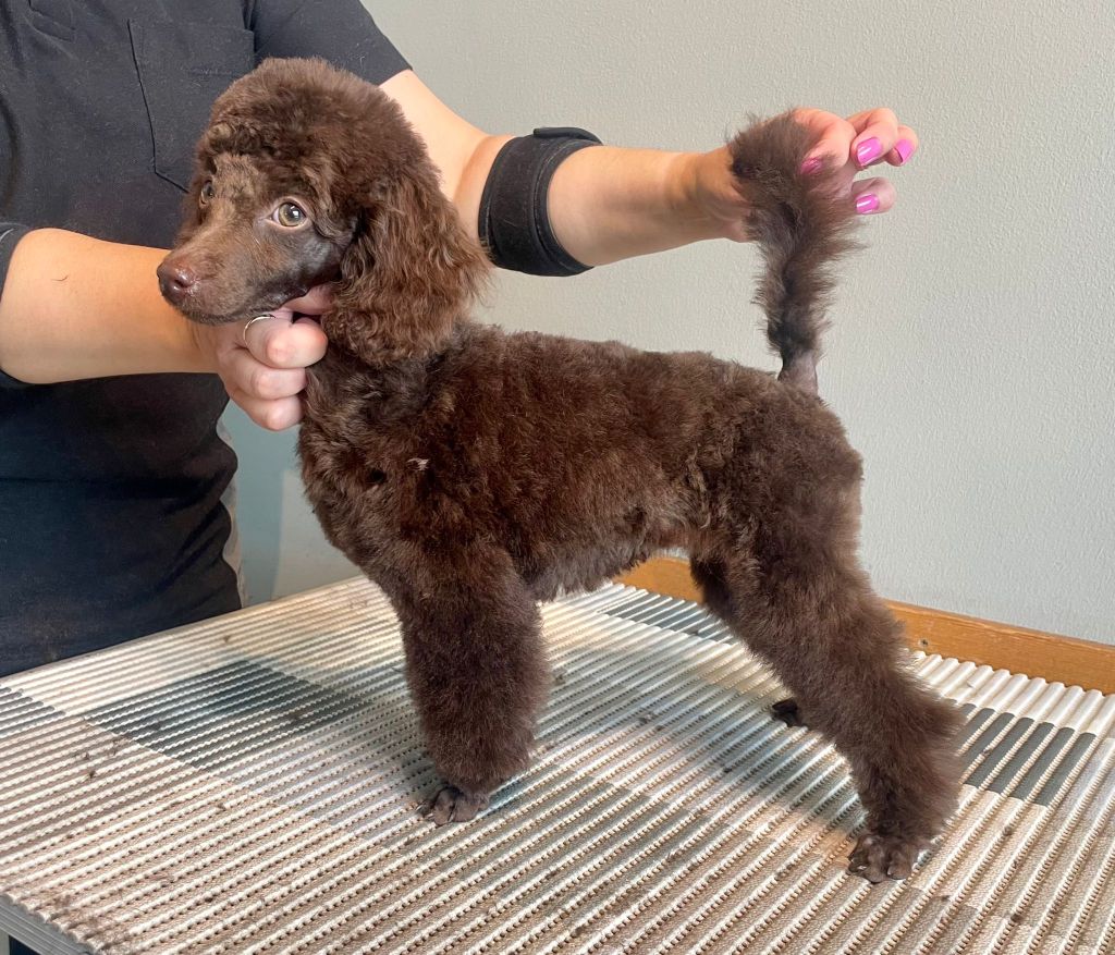 Hilma - Villakoiran pentutrimmaus - ©Heidin Koirasalonki 2024