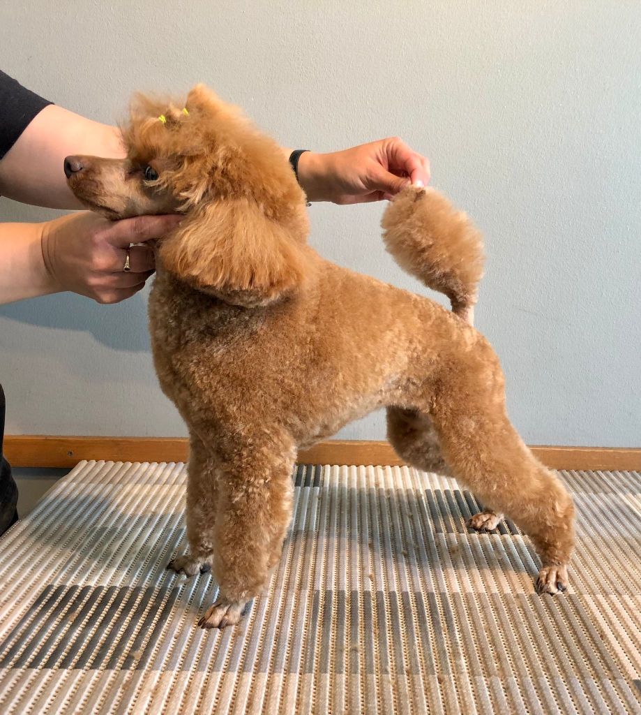 Luna - Villakoiran kotitrimmaus - ©Heidin Koirasalonki 2024