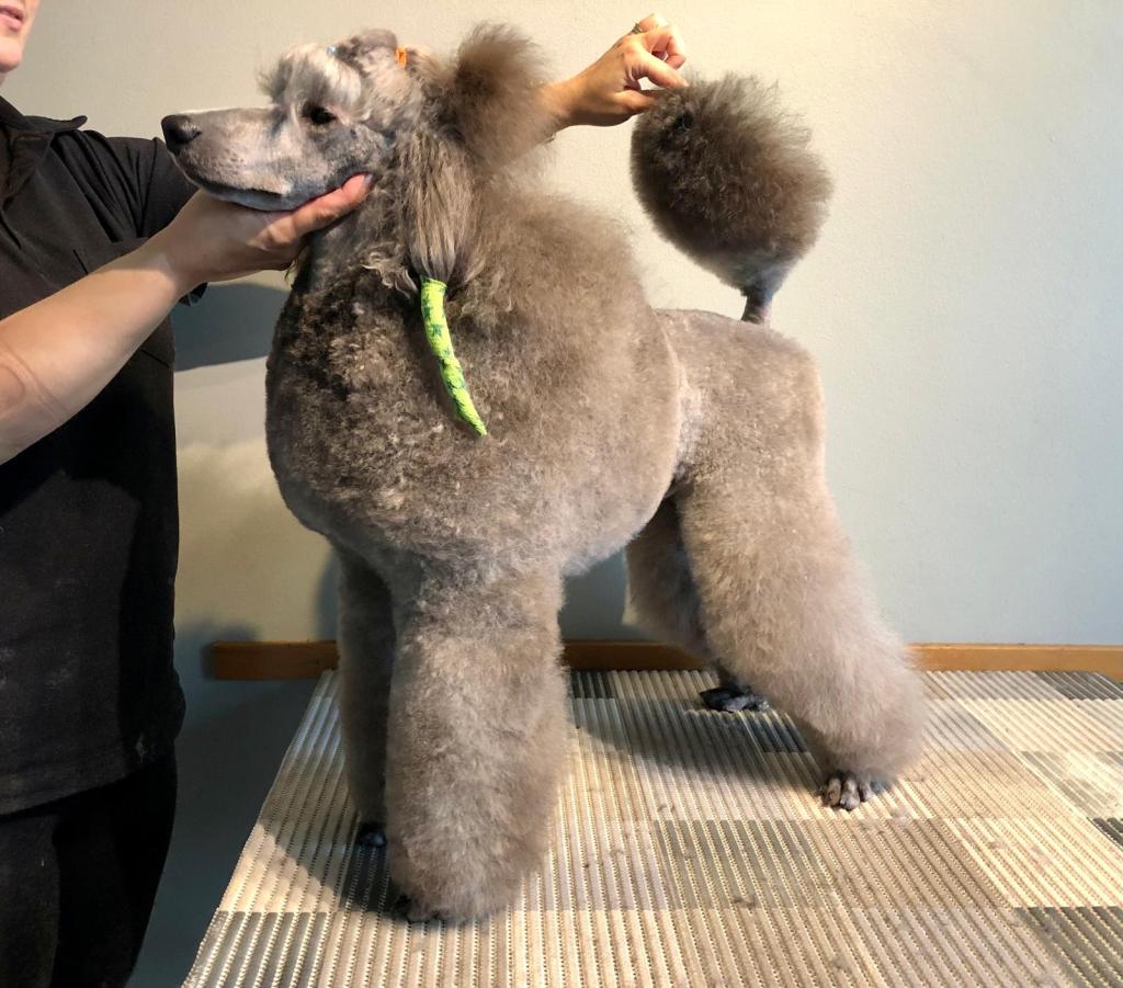 Sumu - Villakoiran näyttelytrimmaus - ©Heidin Koirasalonki 2024