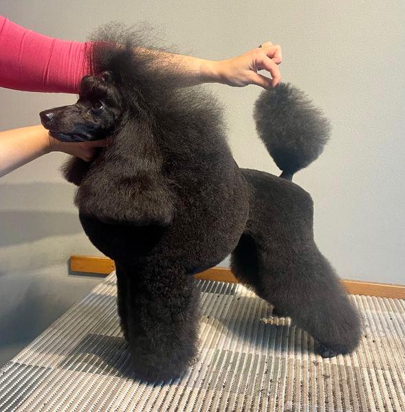 Dagmar - Villakoiran näyttelytrimmaus - ©Heidin Koirasalonki 2024