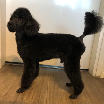 Edi - Villakoiran kotitrimmi - ©Heidin Koirasalonki 2024