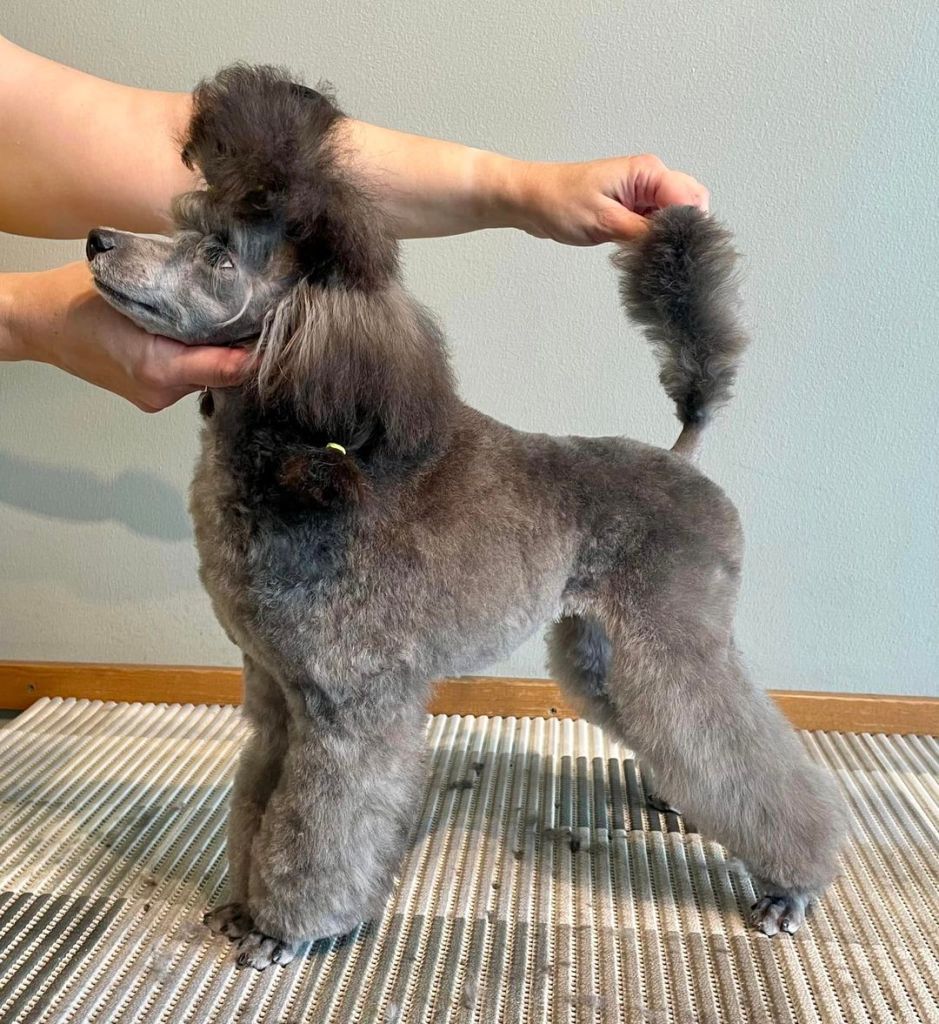 Muru - Villakoiran näyttelytrimmaus - ©Heidin Koirasalonki 2024