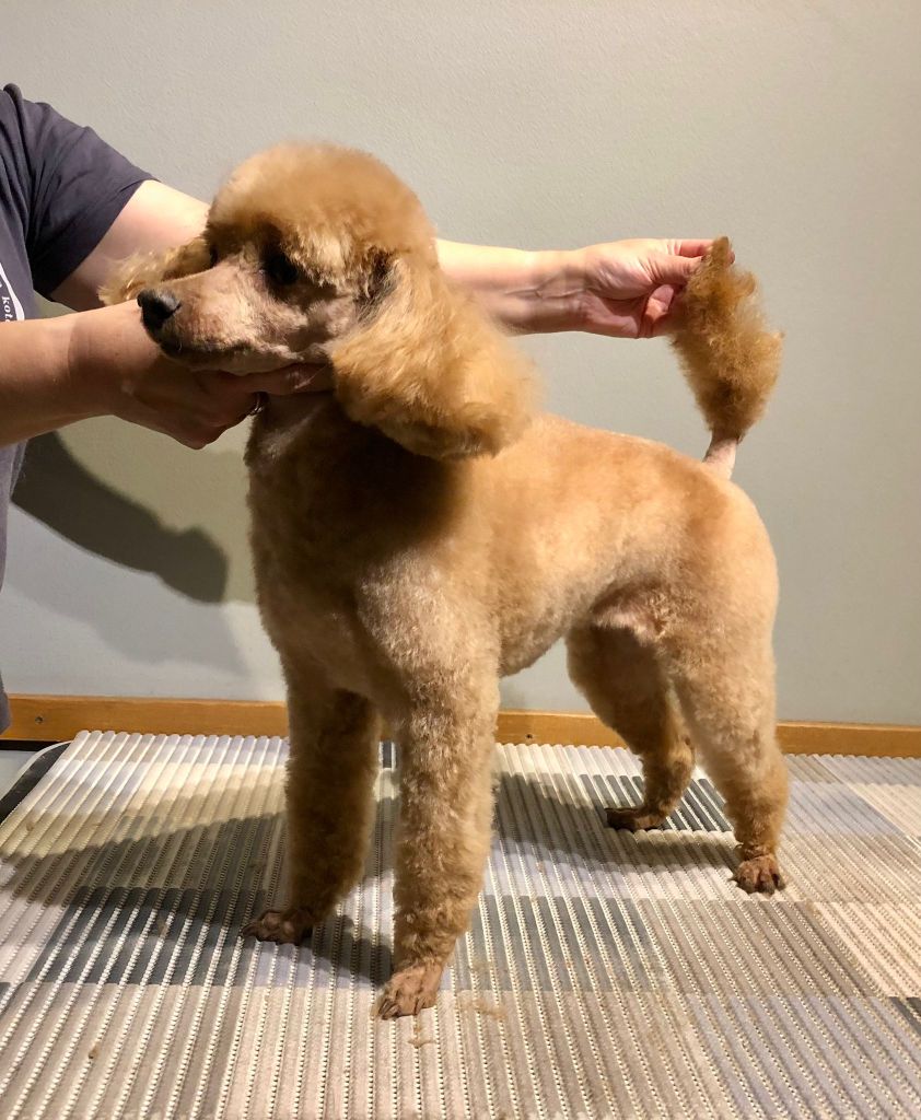 Minni - Villakoiran kotitrimmi - ©Heidin Koirasalonki 2024