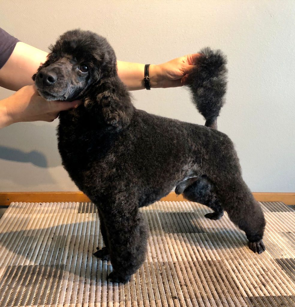 Jedi - Villakoiran kotitrimmi - ©Heidin Koirasalonki 2024