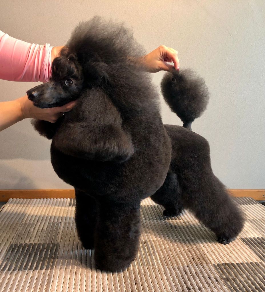 Dagmar - Villakoiran näyttelytrimmi - ©Heidin Koirasalonki 2024