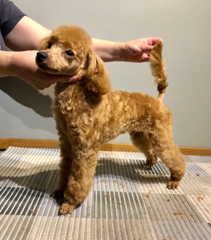 Choco - Villakoiran pentutrimmi - ©Heidin Koirasalonki 2024