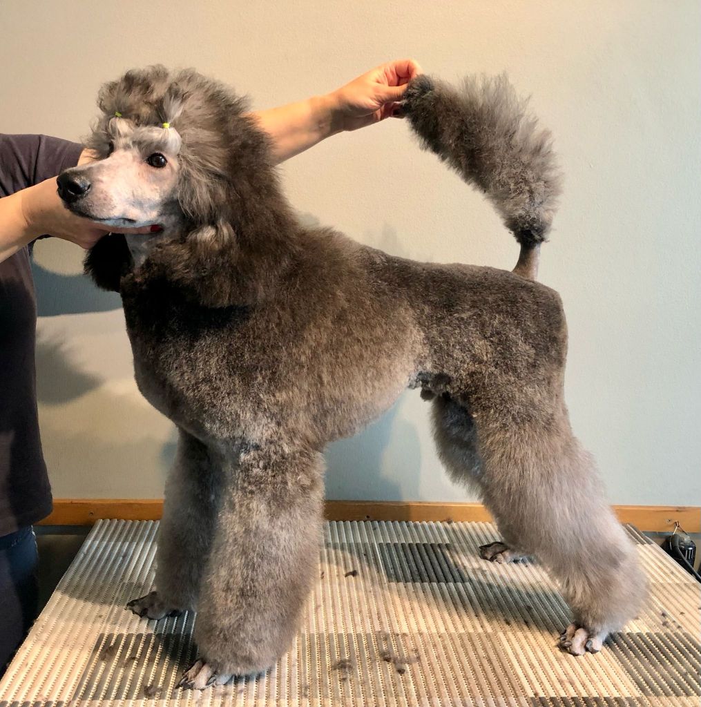 Lando- Villakoiran näyttelytrimmaus - ©Heidin Koirasalonki 2025