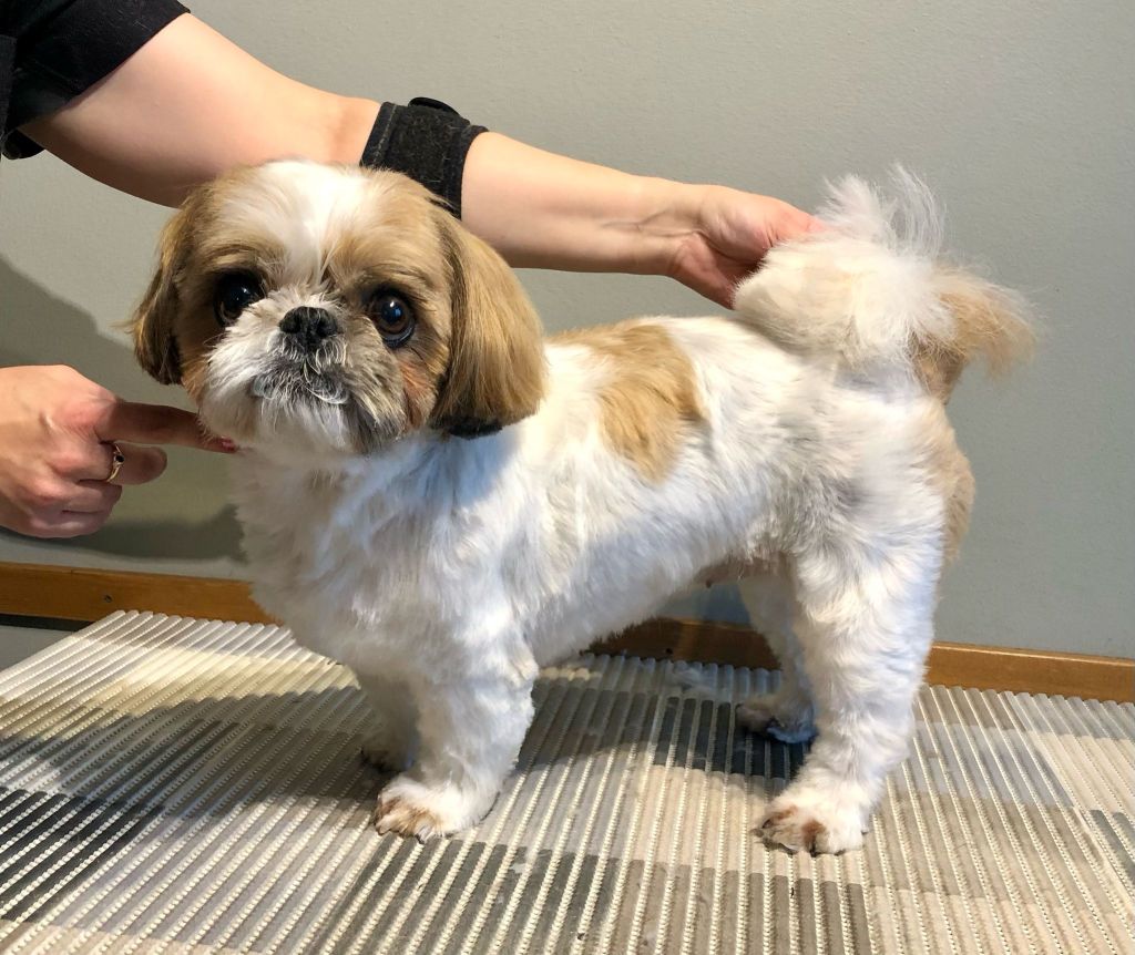 Maija - Shih tzu kotitrimmaus - ©Heidin Koirasalonki 2025