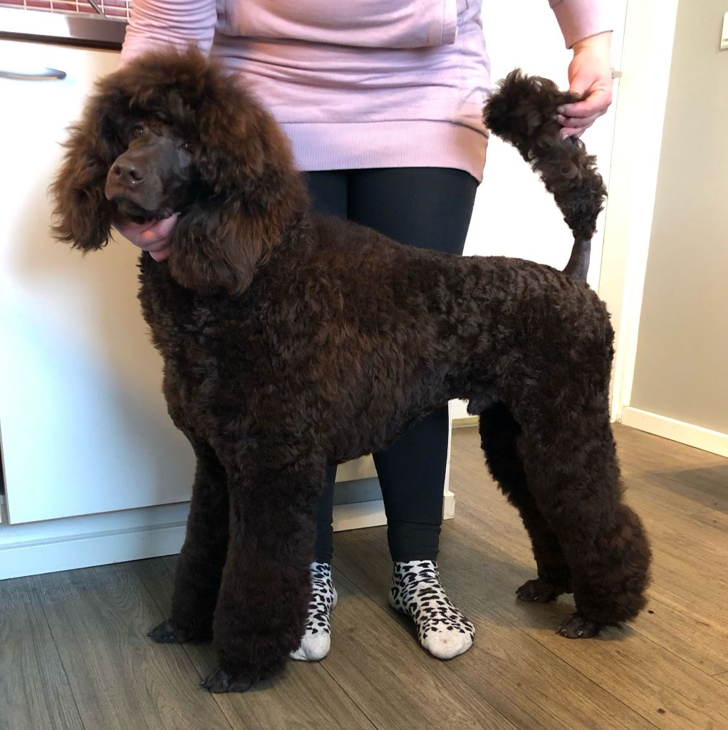 Urho- Villakoiran näyttelytrimmaus - ©Heidin Koirasalonki 2025