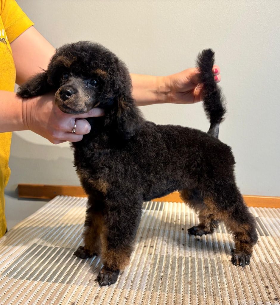 Alma - Villakoiran pentutrimmaus - ©Heidin Koirasalonki 2025