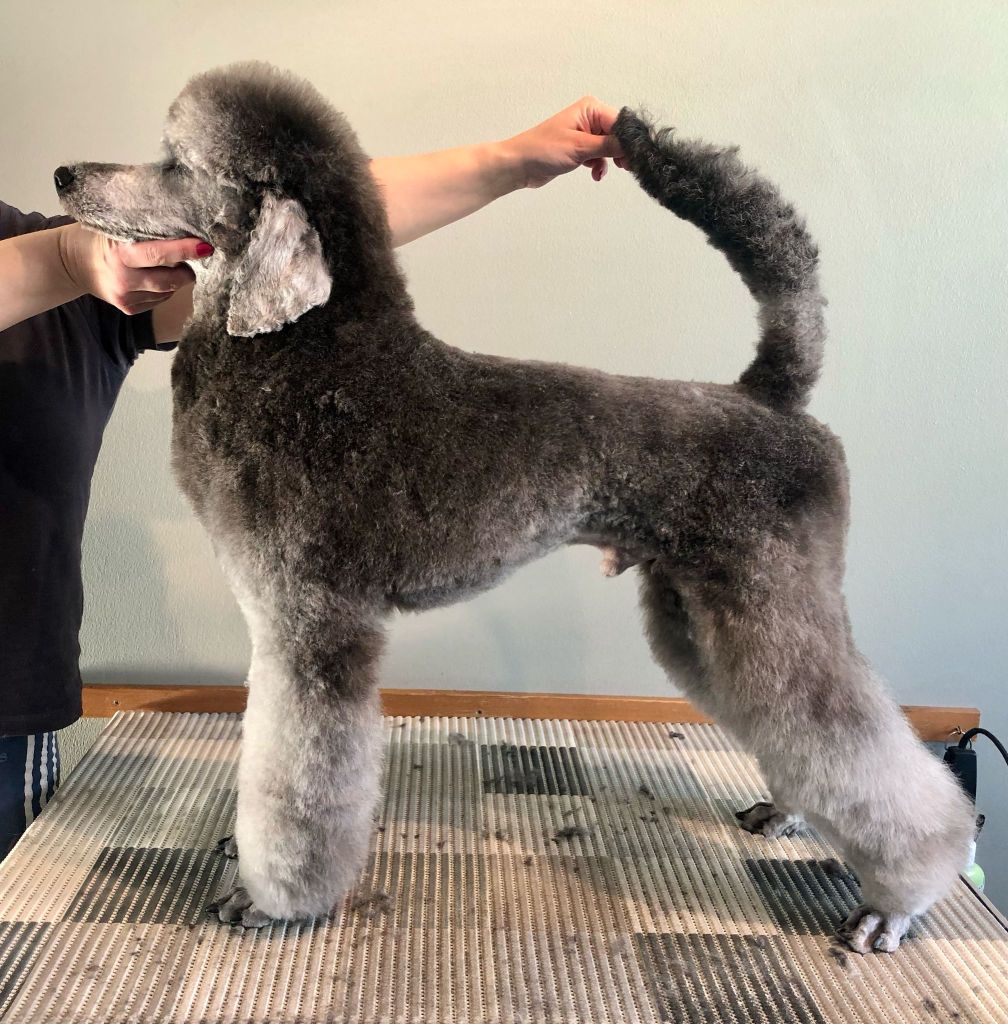 Lando - Villakoiran näyttelytrimmaus - ©Heidin Koirasalonki 2025