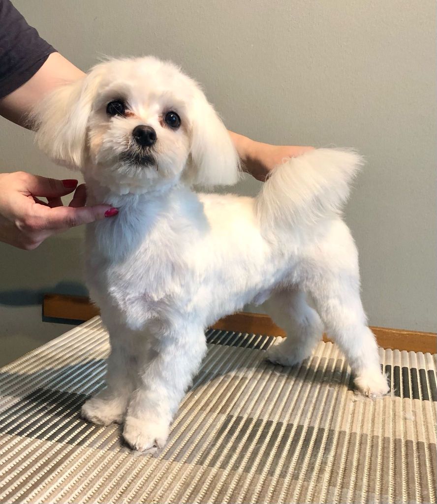 Paavo - Maltankoira kotitrimmaus - ©Heidin Koirasalonki 2025