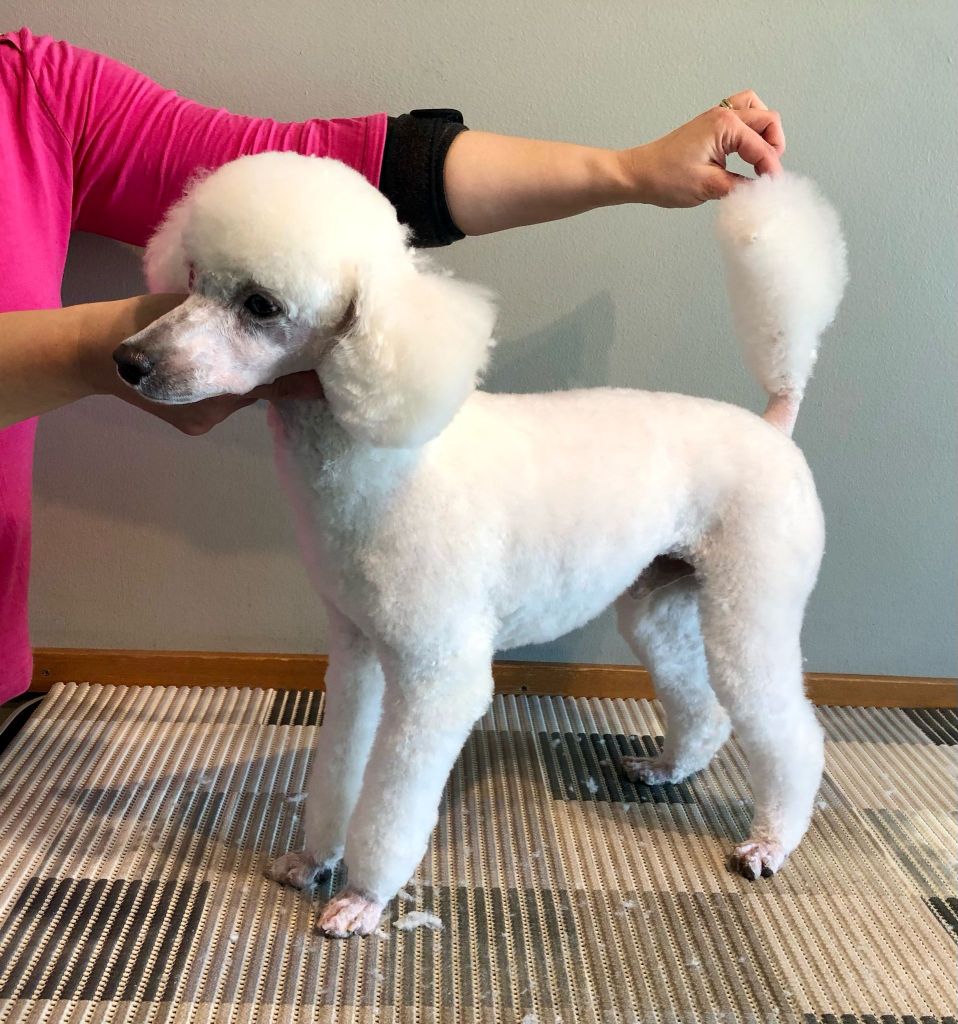 Into- Villakoiran kotitrimmaus - ©Heidin Koirasalonki 2025