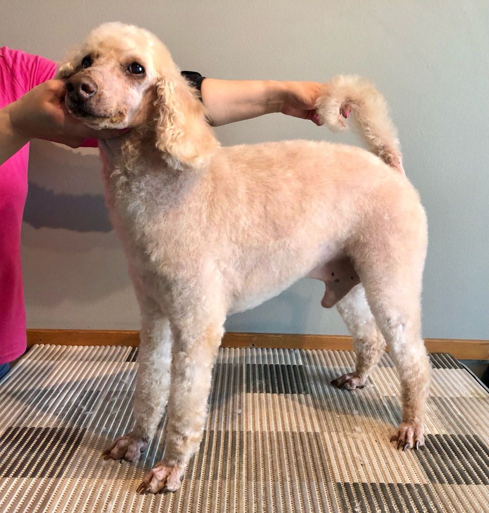 Neppari- Villakoiran kotitrimmaus - ©Heidin Koirasalonki 2025