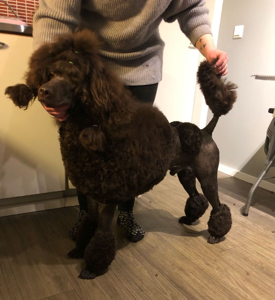 Urho - Villakoiran näyttelytrimmaus - ©Heidin Koirasalonki 2025