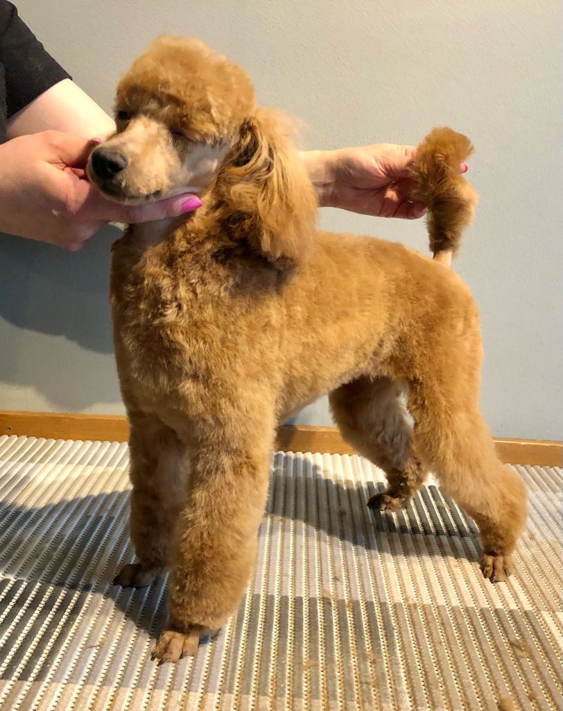 Maisa- Villakoiran kotitrimmaus - ©Heidin Koirasalonki 2025