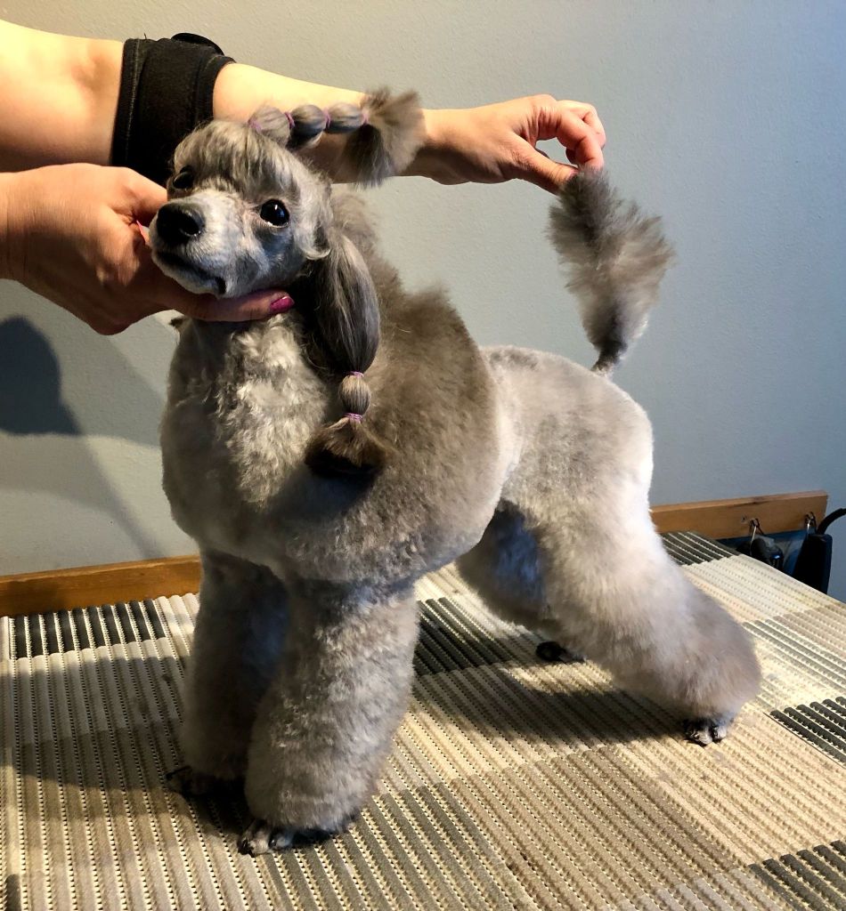 Muru - Villakoiran näyttelytrimmaus - ©Heidin Koirasalonki 2025