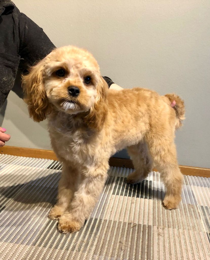 Morri - Cavapoo kotitrimmaus - ©Heidin Koirasalonki 2025