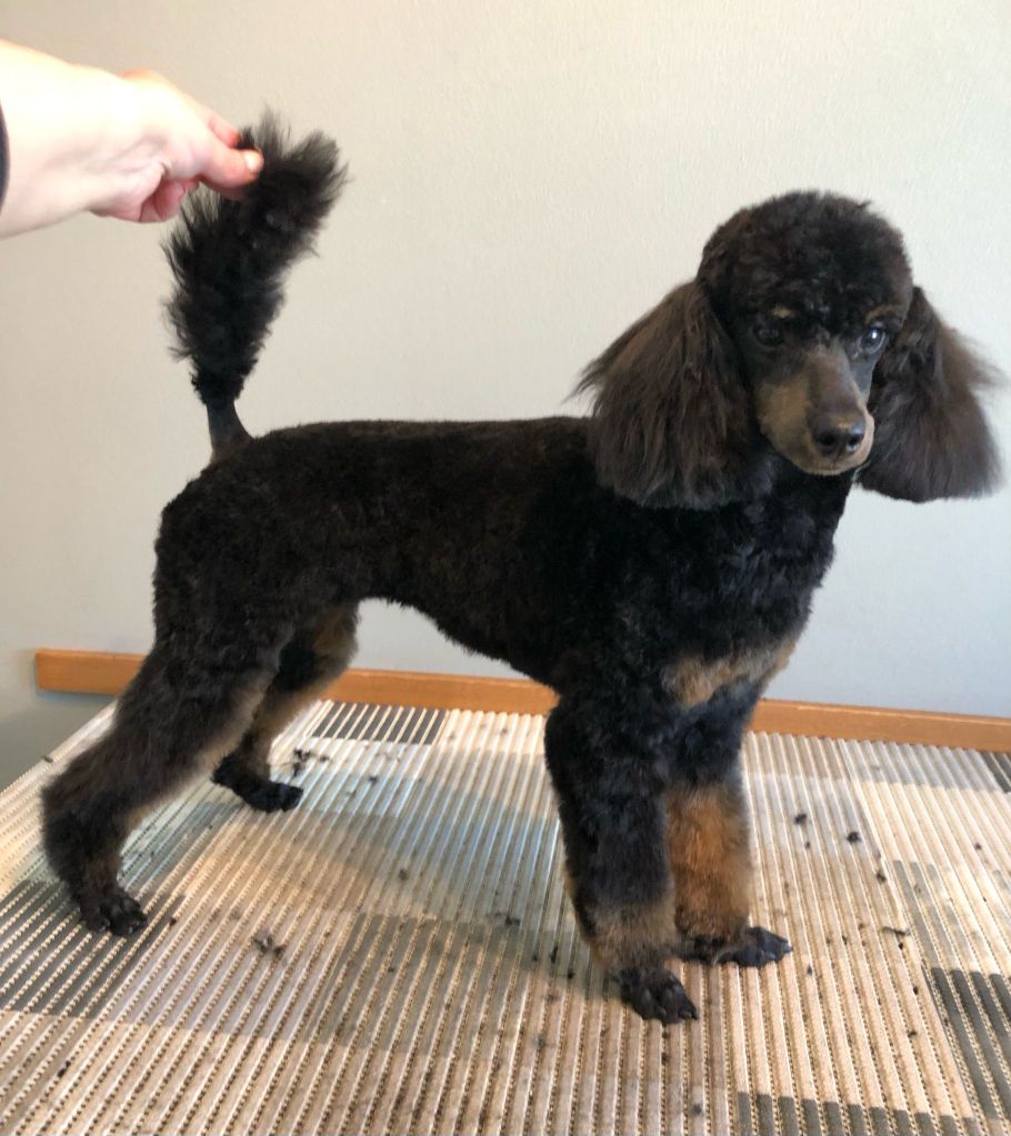 Alma - Villakoiran kotitrimmaus - ©Heidin Koirasalonki 2025