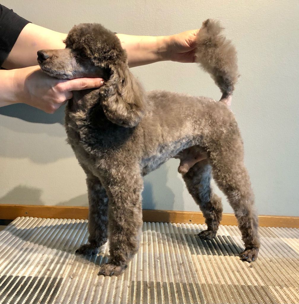 Vilppu- Villakoiran kotitrimmaus - ©Heidin Koirasalonki 2025