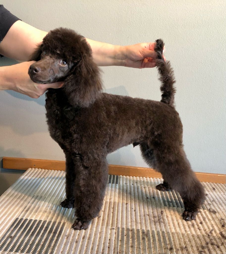 Mauri- Villakoiran kotitrimmaus - ©Heidin Koirasalonki 2025