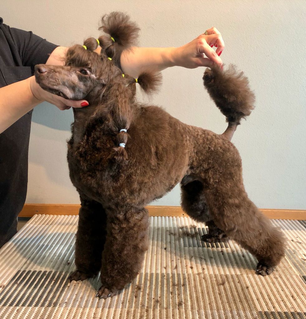 Capu- Villakoiran näyttelytrimmaus - ©Heidin Koirasalonki 2025