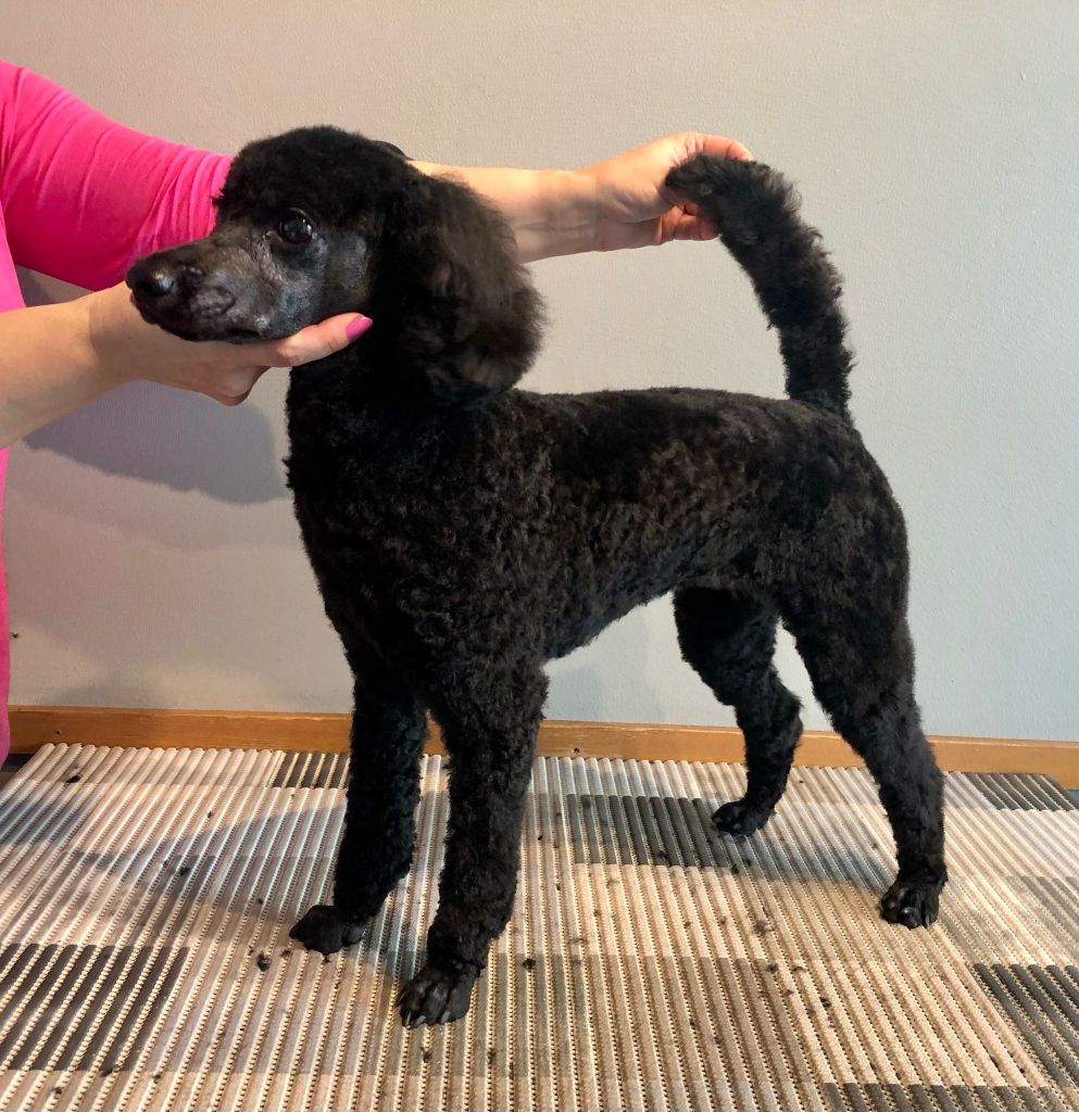 Perla- Villakoiran kotitrimmaus - ©Heidin Koirasalonki 2025