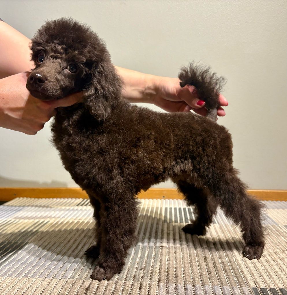 Ruska- Villakoiran pentutrimmaus - ©Heidin Koirasalonki 2025