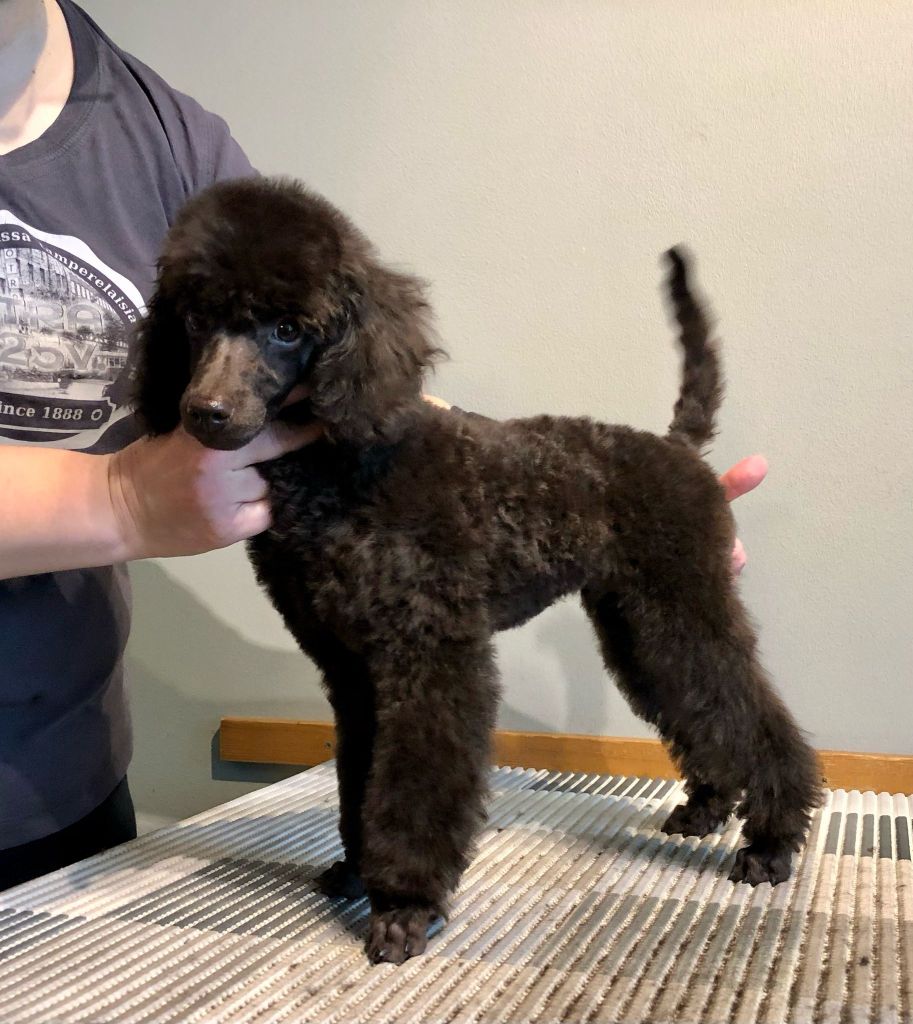 Mauri- Villakoiran pentutrimmaus - ©Heidin Koirasalonki 2025