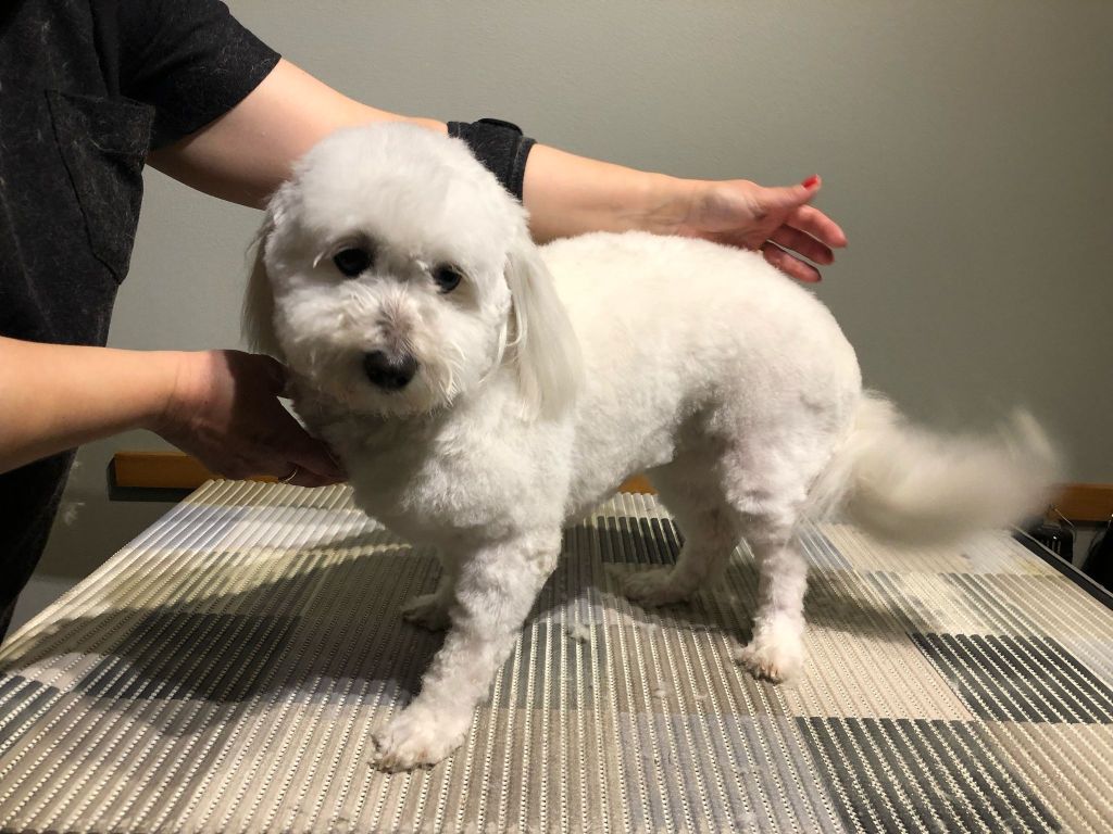 Pehmis- Coton de tulear kotitrimmaus - ©Heidin Koirasalonki 2025